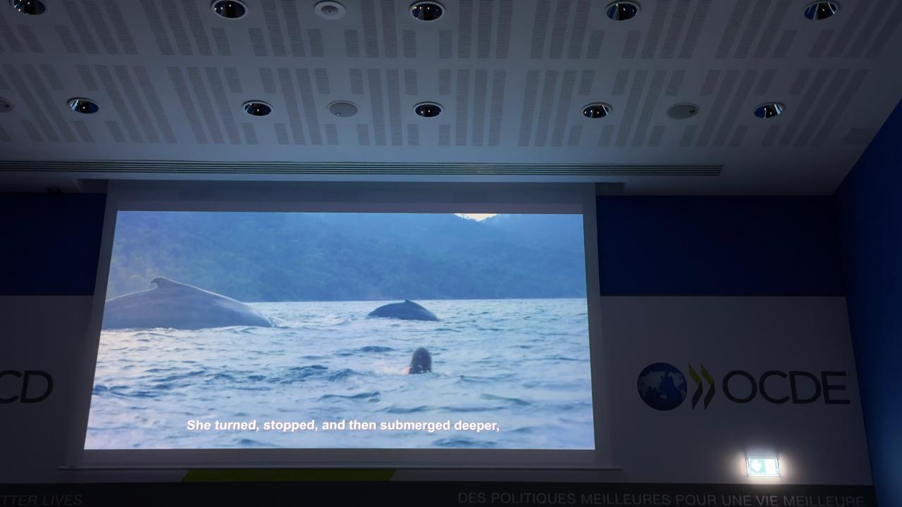 Misión Permanente de Colombia ante la OCDE realizó proyección del documental Choibá: “La danza de la ballena yubarta” para destacar la biodiversidad como eje de la acción internacional de Colombia