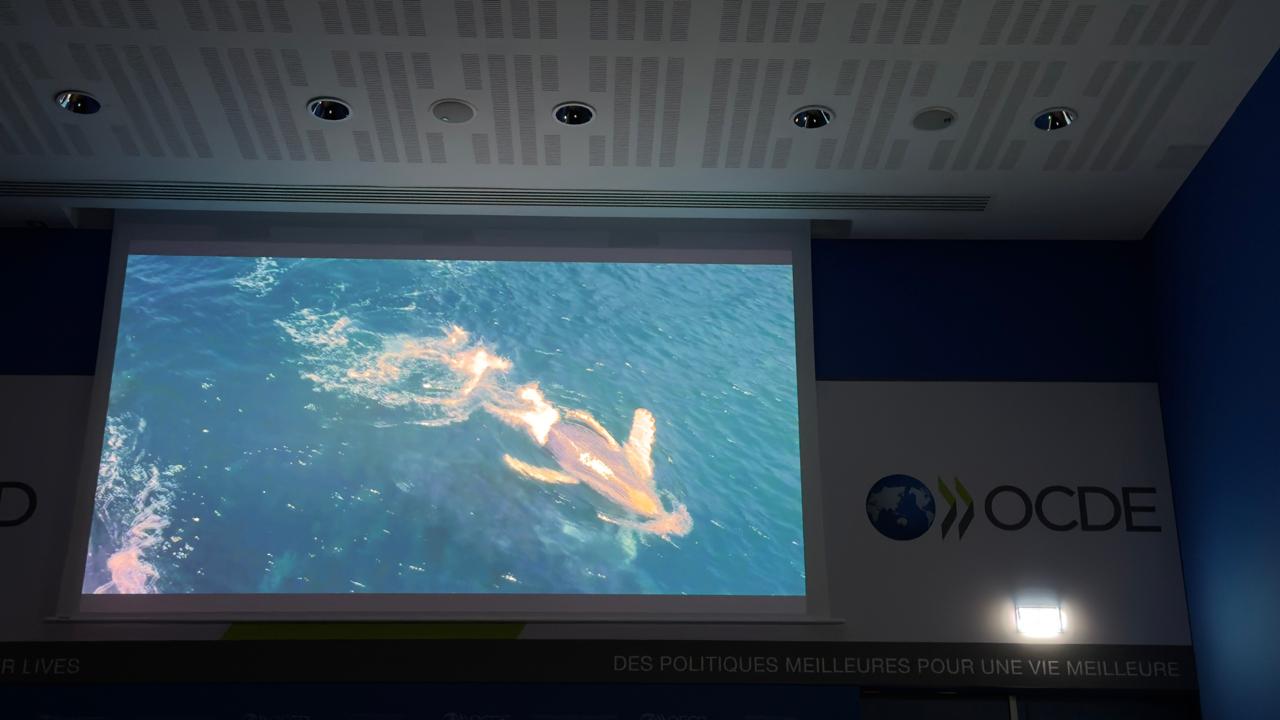 Misión Permanente de Colombia ante la OCDE realizó proyección del documental Choibá: “La danza de la ballena yubarta” para destacar la biodiversidad como eje de la acción internacional de Colombia